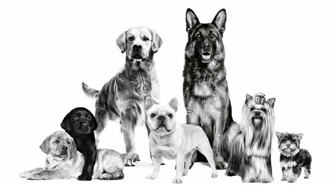 Royal Canin Breed Health Nutrition French Bulldog Adult Dry Dog Food