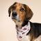 Show in main carousel: The Paws Valentine's Day Love Mom Dog Bandana, Red, Large slide 4 of 8