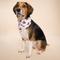 Show in main carousel: The Paws Valentine's Day Love Mom Dog Bandana, Red, Large slide 3 of 8