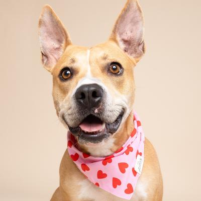 Show full view: The Paws Valentine's Day Lovesong Dog Bandana, Pink, Large slide 3 of 11