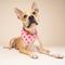 Show in main carousel: The Paws Valentine's Day Lovesong Dog Bandana, Pink, Large slide 5 of 11