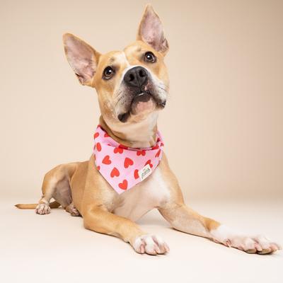 Show full view: The Paws Valentine's Day Lovesong Dog Bandana, Pink, Large slide 5 of 11