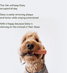 Downtown Barkery Strawberry Flavor Himalayan Yak Chews Dog Treats, 2 count slide 2 of 6