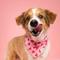 Show in main carousel: The Paws Valentine's Day Lovesong Dog Bandana, Pink, Large slide 6 of 11