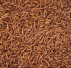 Henny Penny Mealworms Chicken Treat, 10-oz bag slide 2 of 3