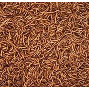 Henny Penny Mealworms Chicken Treat, 5-lb bag