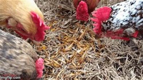 Show full view: Henny Penny Mealworms Chicken Treat, 5-lb bag slide 2 of 2