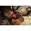Show in main carousel: Henny Penny Mealworms Chicken Treat, 10-oz bag slide 3 of 3