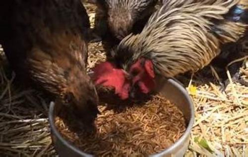 Show full view: Henny Penny Mealworms Chicken Treat, 10-oz bag slide 3 of 3