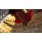 Show in main carousel: Henny Penny Chicken Scratch Feed, 20-lb bag slide 3 of 3