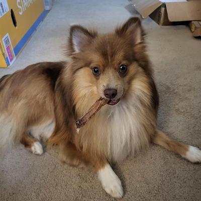 Show full view: EYS Herders Choice Sheep Trachea Dog Chews, 3.5-oz bag slide 5 of 7