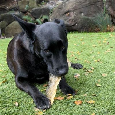 Show full view: Earthly Walleye Skins Jerky Dog Treats, 10 count slide 4 of 4