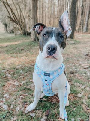 Show full view: Sassy Woof Sweets & Pawfee Adjustable Dog Harness, Medium: 18 to 25-in chest slide 6 of 7