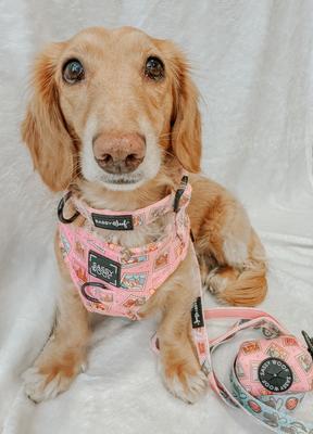 Show full view: Sassy Woof Out of Office Dog Collar, X-Small: 9.5-in neck, 1/3-in wide slide 6 of 6