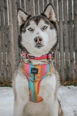 Show full view: Sassy Woof The Night Life Dog Collar, Medium: 19.7-in neck, 3/4-in wide slide 6 of 7