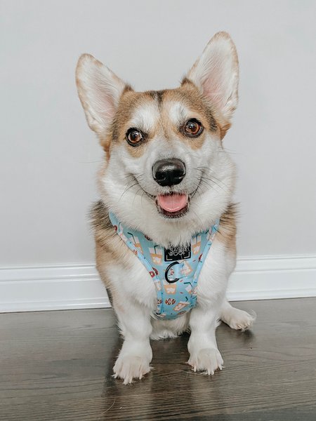 Sassy Woof Sweets & Pawfee Adjustable Dog Harness
