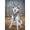 Show in main carousel: Sassy Woof Whole Milk Adjustable Dog Harness, Medium: 18 to 25-in chest slide 4 of 5
