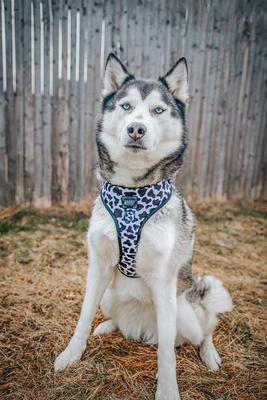 Show full view: Sassy Woof Whole Milk Adjustable Dog Harness, Medium: 18 to 25-in chest slide 4 of 5