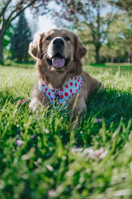 Show full view: Sassy Woof I Woof You Berry Much Adjustable Dog Harness, X-Large: 24 to 35-in chest slide 6 of 7