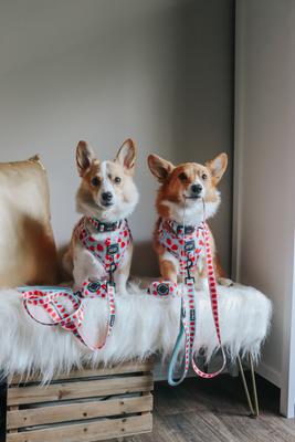 Show full view: Sassy Woof I Woof You Berry Much Dog Collar, Medium: 19.7-in neck, 3/4-in wide slide 7 of 7