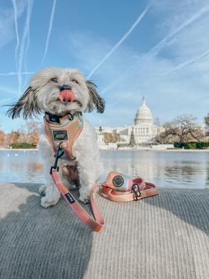 Show full view: Sassy Woof The Night Life Dog Collar, Medium: 19.7-in neck, 3/4-in wide slide 7 of 7