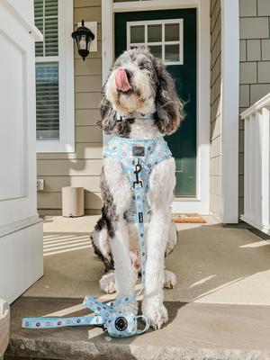 Show full view: Sassy Woof Sweets & Pawfee Dog Collar, Medium: 19.7-in neck, 3/4-in wide slide 7 of 7