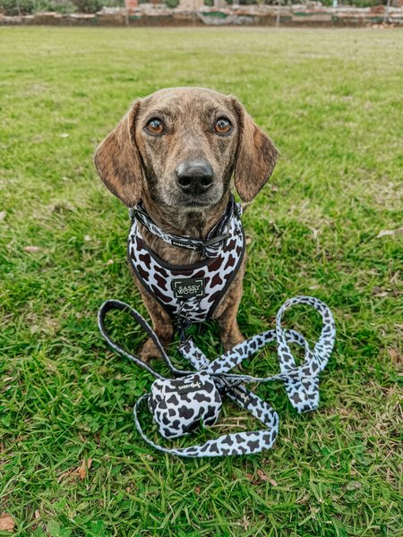 Show full view: Sassy Woof Whole Milk Dog Collar, Small: 13-in neck, 1/2-in wide slide 5 of 5