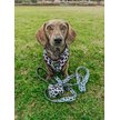 Show in main carousel: Sassy Woof Whole Milk Dog Collar, Small: 13-in neck, 1/2-in wide slide 5 of 5
