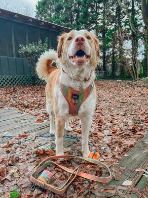 Show full view: Sassy Woof The Night Life Adjustable Dog Harness, Medium: 18 to 25-in chest slide 5 of 6