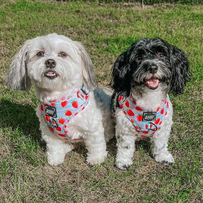 Show full view: Sassy Woof I Woof You Berry Much Adjustable Dog Harness, X-Large: 24 to 35-in chest slide 5 of 7