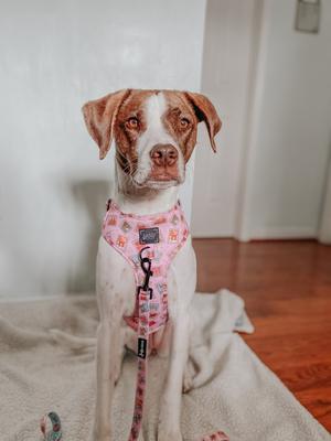 Show full view: Sassy Woof Out of Office Adjustable Dog Harness, Medium: 18 to 25-in chest slide 5 of 6