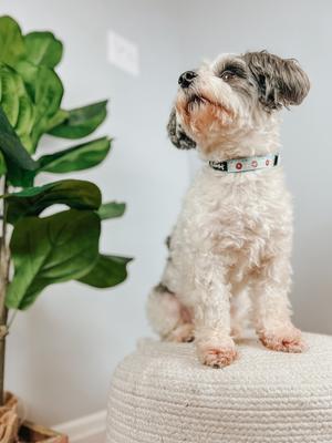 Show full view: Sassy Woof Sweets & Pawfee Dog Collar, Medium: 19.7-in neck, 3/4-in wide slide 6 of 7