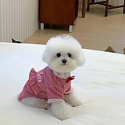 Dolly Pet Christmas Paws Holiday Cheer Dog Shirt, X-Small