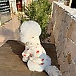 Show in main carousel: Dolly Pet Festive Bow Bear Dog Hoodie, XX-Large slide 3 of 4