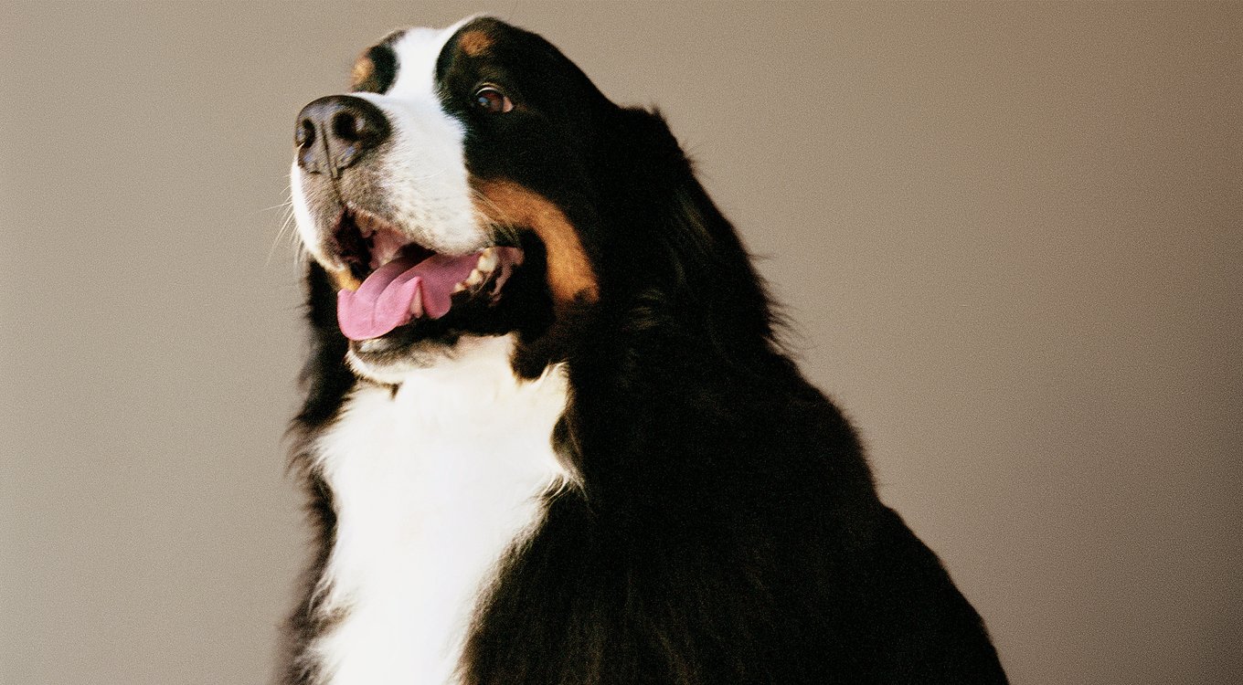 Photo inspiration: Gallery Detail: Now Fresh Grain Free Large Breed Adult Recipe Dry Dog