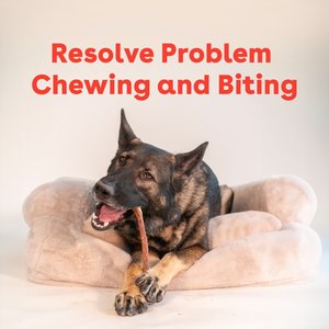 Pupford Engage Bully Sticks Dog Chews, 20 count