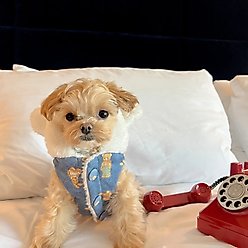 Dolly Pet Denim Bear Chic Dog Coat, Medium slide 2 of 4