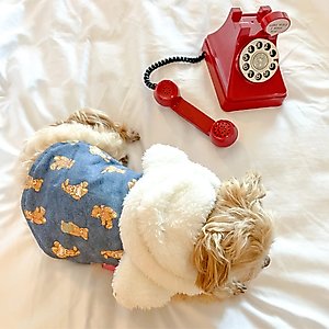 Dolly Pet Denim Bear Chic Dog Coat, X-Small