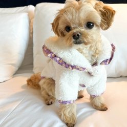 Dolly Pet Cozy Paws Couture Dog Coat, Large slide 2 of 4