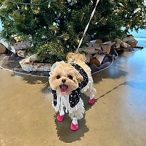 Dolly Pet Night Glow Winter Cape Dog Coat, Medium