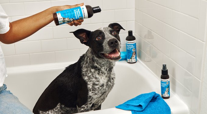 PetHonesty Chlorhexidine Antibacterial Cleansing & Odor Remover Dog Shampoo, 16-oz bottle