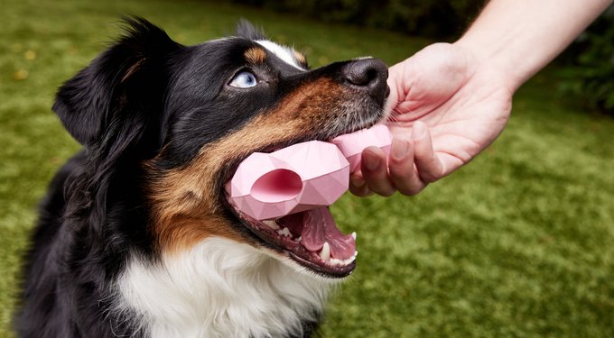 PetHonesty Allergy Support Salmon Flavored Soft Chews Allergy & Itch Relief Supplement for Dogs