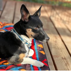 Wingo Outdoors Trixie Dog Pack Bed, 40 x 27 inches, Wingo Mosaic slide 2 of 6