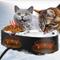 Show in main carousel: PetNF Thermostatic Heated Double Cat Bowl, 2-cup slide 1 of 7