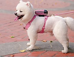 Chai's Choice Stylish Dog Backpack, Leash & Harness, Pink, Medium: 13 to 16.5-in chest slide 2 of 9