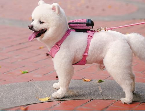 Show full view: Chai's Choice Stylish Dog Backpack, Leash & Harness, Sand, Medium: 13 to 16.5-in chest slide 8 of 10