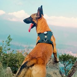 Chai's Choice Tracker Jacker Dog Harness, Seafoam Green, Large: 27 to 32-in chest slide 2 of 9