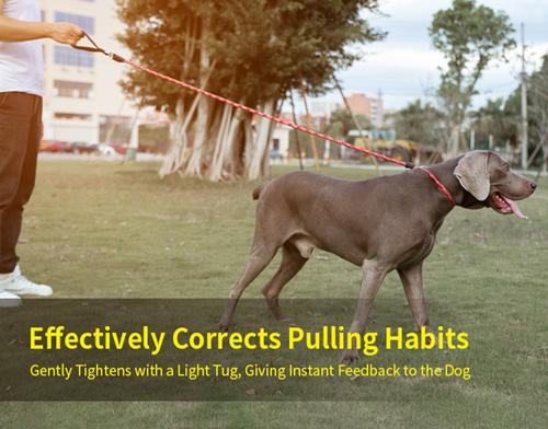 Show full view: Chai's Choice Training Rope Dog Slip Leash, Large: 6-ft long, 7/16-in wide, Light Green slide 8 of 10