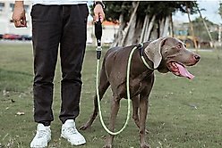 Chai's Choice Training Rope Dog Slip Leash, Large: 6-ft long, 7/16-in wide, Fuchsia slide 2 of 9