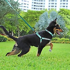 Pawtitas Solid Personalized Dog Harness, Blue, Small: 14 to 21-in chest slide 2 of 9